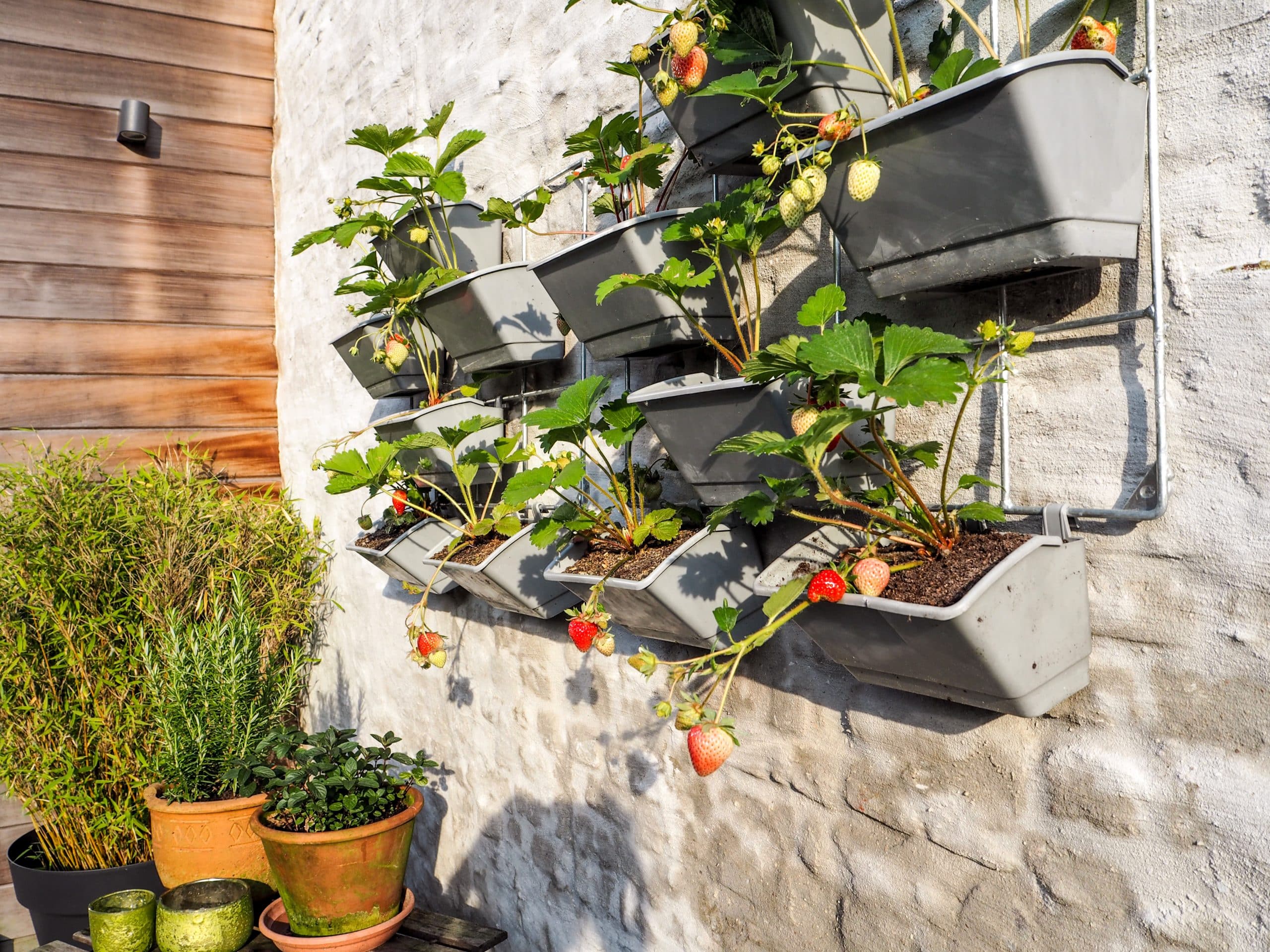 Vertical Strawberry Garden for Small Backyard Spaces