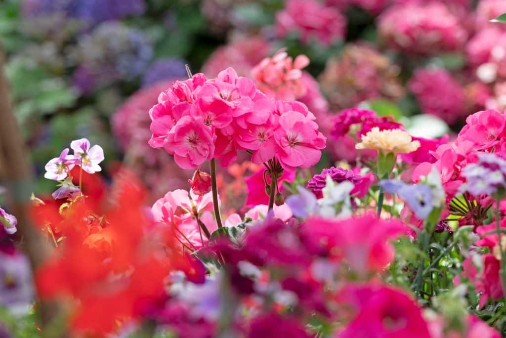 Cluster of pink geraniums surrounded by multi-colored flowers