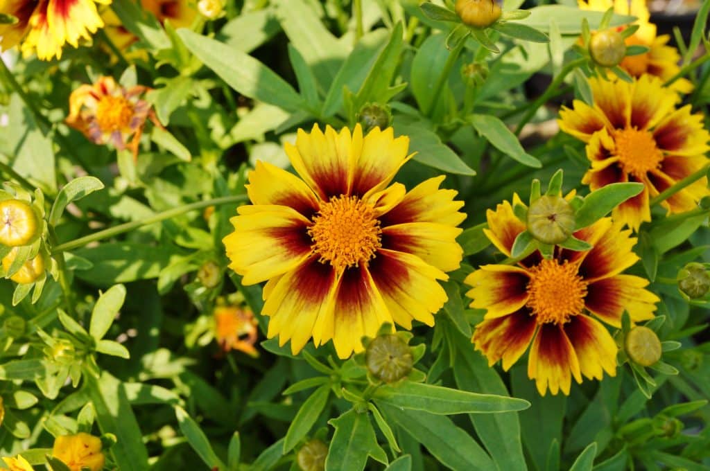 Bright yellow coreopsis flowers with red centers surrounded by lush green leaves