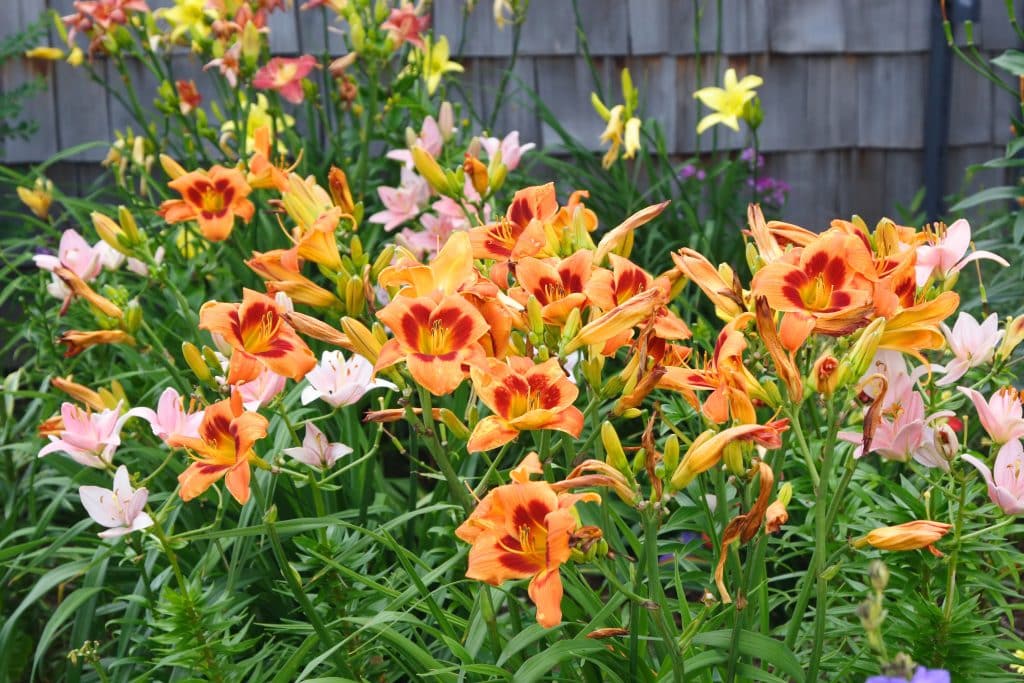 Cluster of orange, pink, and yellow daylilies in full bloom