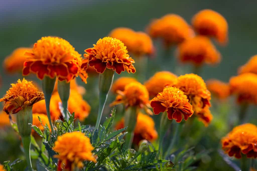 Bright orange marigold flowers blooming in full sun