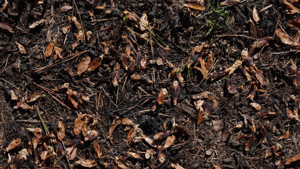 Ground-level view of leaf mulch and decomposing organic matter covering a garden bed.