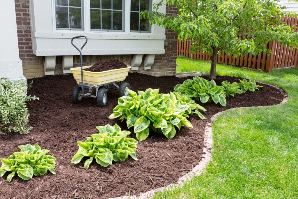 Freshly mulched flower bed with bright green hostas and a small cart for spreading mulch near a house foundation.